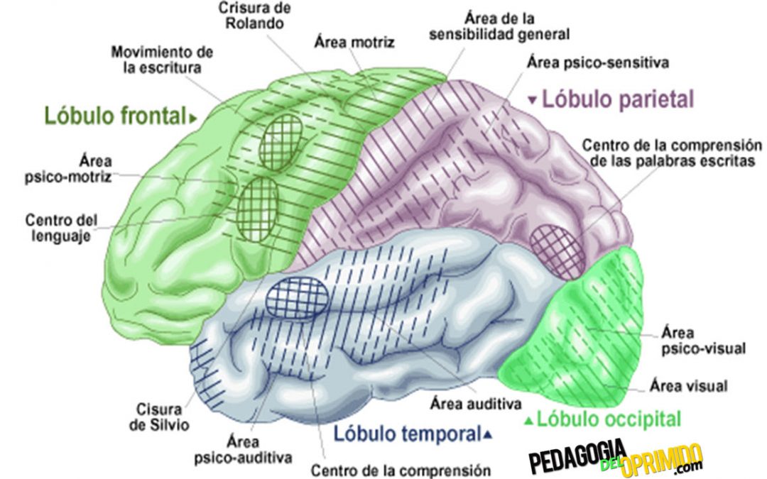 Anatomía del Cerebro Partes y Funciones