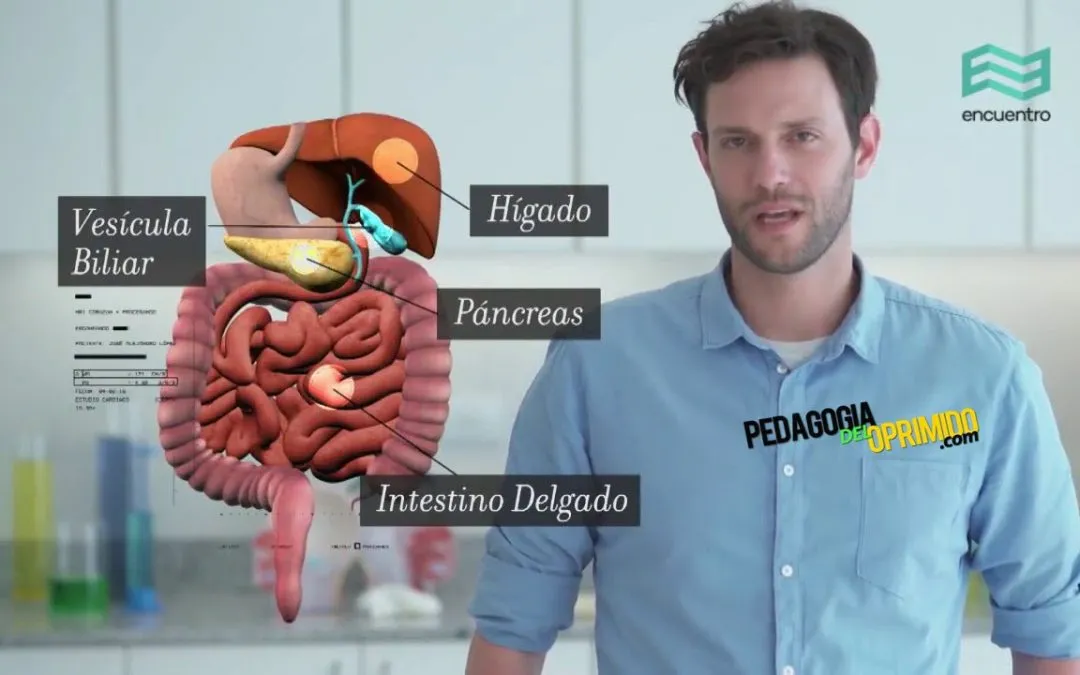 🤸‍♂️🤳 Video: Cómo funciona el sistema digestivo humano?