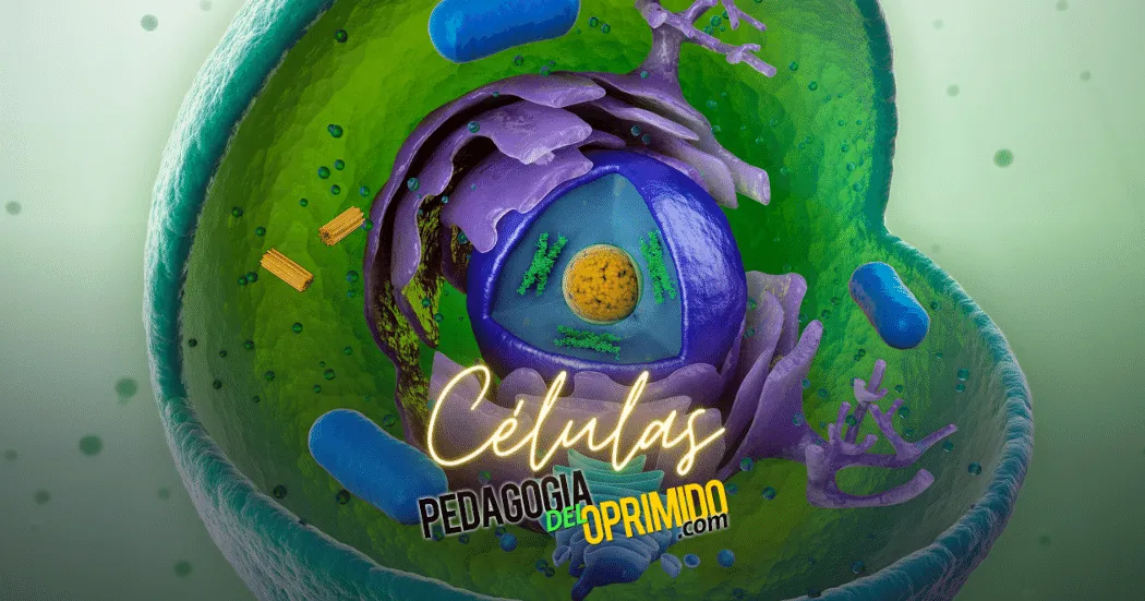 Diferencia entre célula animal y vegetal